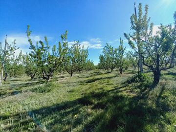 Campo - Caleu Caleu