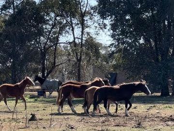 Chacra en Venta de 3 hectáreas. Casa con pileta. Country Las Vizcachas, Exaltación de la Cruz