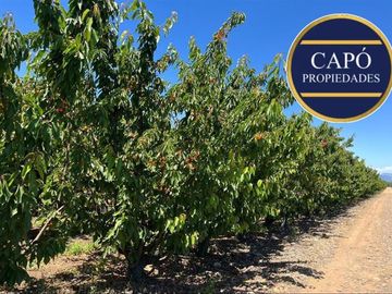 Agrícola en Venta en KM 1.5 CAMINO HACIA RIO CLARO