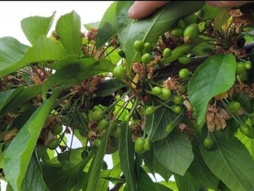 Agrícola en Venta en KM 1.5 CAMINO HACIA RIO CLARO