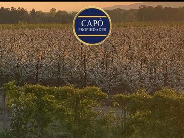 Agrícola en Venta en KM 1.5 CAMINO HACIA RIO CLARO
