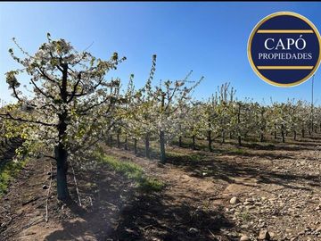 Agrícola en Venta en KM 1.5 CAMINO HACIA RIO CLARO