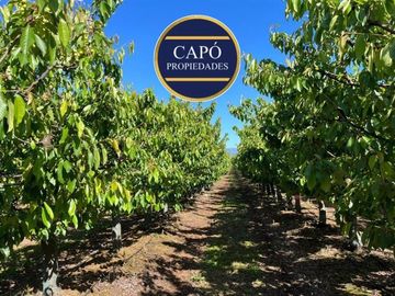 Agrícola en Venta en KM 1.5 CAMINO HACIA RIO CLARO