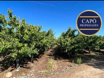 Agrícola en Venta en KM 1.5 CAMINO HACIA RIO CLARO