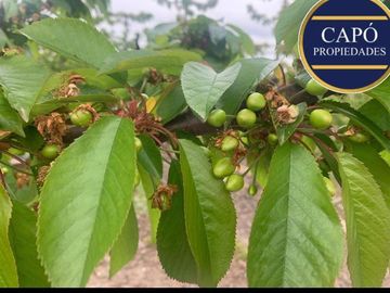 Agrícola en Venta en KM 1.5 CAMINO HACIA RIO CLARO