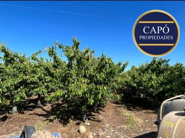 Agrícola en Venta en KM 1.5 CAMINO HACIA RIO CLARO