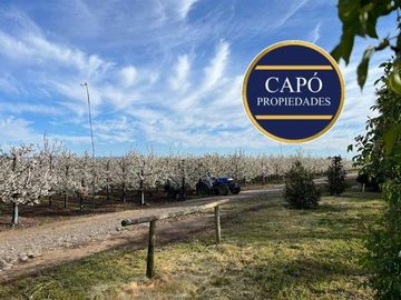 Parcela en Venta en KM 1.5 CAMINO HACIA RIO CLARO
