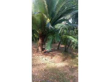 VENTA DE FINCA EN SANTA FE DE ANTIOQUIA