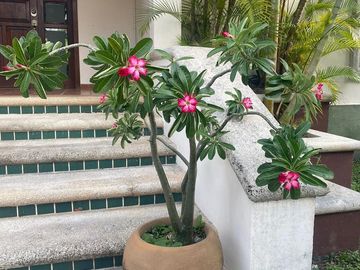 VENTA DE CASA EN RESIDENCIAL CAMPESTRE, CANCÚN