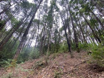 Parcela en Venta en Valdivia