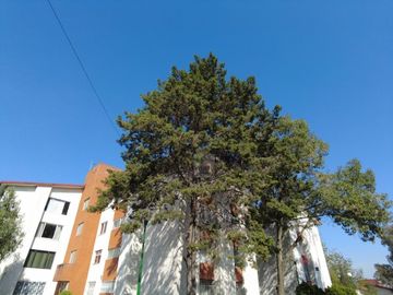 Departamentos en Unidad de Pemex Picacho Tlalpan Vista Reserva Ecológica