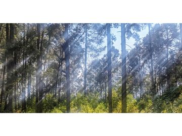 RESERVA MONARCA