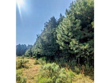 RESERVA MONARCA