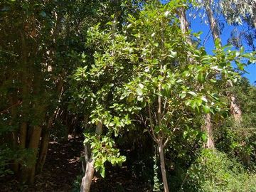 Parcela en Venta en Maullín
