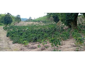 VENTA DE HERMOSA FINCA PARA PRODUCCION DE AGUACATE HAZZ