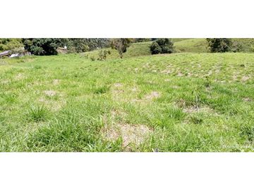 VENTA DE HERMOSA FINCA PARA PRODUCCION DE AGUACATE HAZZ
