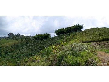 VENTA DE HERMOSA FINCA PARA PRODUCCION DE AGUACATE HAZZ