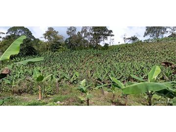 VENTA DE HERMOSA FINCA PARA PRODUCCION DE AGUACATE HAZZ