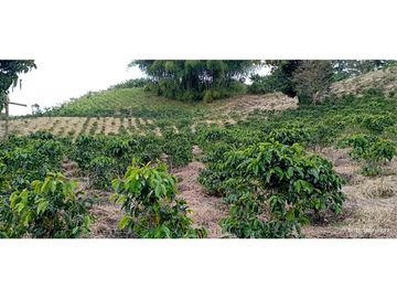 VENTA DE HERMOSA FINCA PARA PRODUCCION DE AGUACATE HAZZ