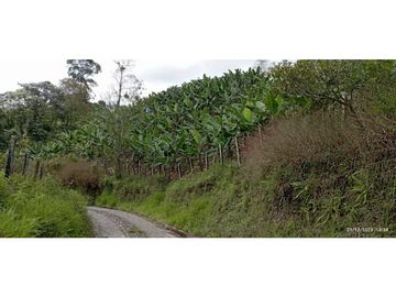 VENTA DE HERMOSA FINCA PARA PRODUCCION DE AGUACATE HAZZ
