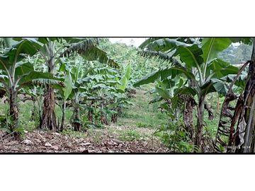 VENTA DE HERMOSA FINCA PARA PRODUCCION DE AGUACATE HAZZ