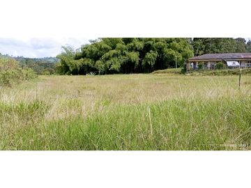 VENTA DE HERMOSA FINCA PARA PRODUCCION DE AGUACATE HAZZ