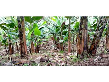 VENTA DE HERMOSA FINCA PARA PRODUCCION DE AGUACATE HAZZ