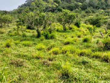 RANCHO EN VENTA  30 HA TUXPAN-TAMIAHUA