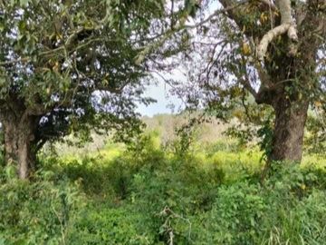 RANCHO EN VENTA  30 HA TUXPAN-TAMIAHUA