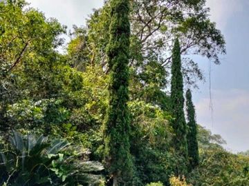 RANCHO EN VENTA  30 HA TUXPAN-TAMIAHUA