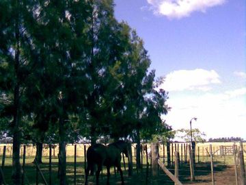 VENTA QUINTA RUTA 205  77450 M2 CAÑUELAS