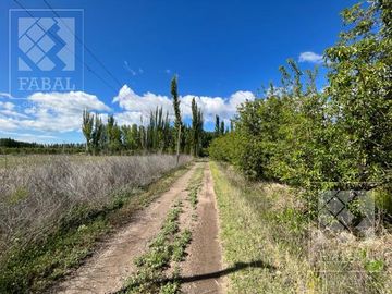 Chacra venta Cipolletti, 4 ha. con peras y manzanas