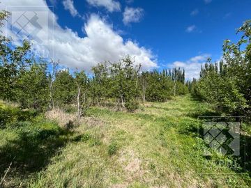 Chacra venta Cipolletti, 4 ha. con peras y manzanas