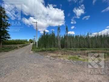 Chacra venta Cipolletti, 4 ha. con peras y manzanas