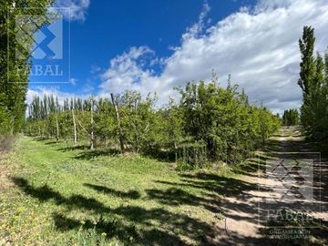 Chacra venta Cipolletti, 4 ha. con peras y manzanas