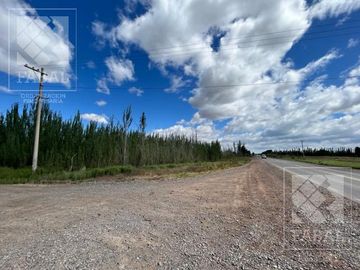Chacra venta Cipolletti, 4 ha. con peras y manzanas