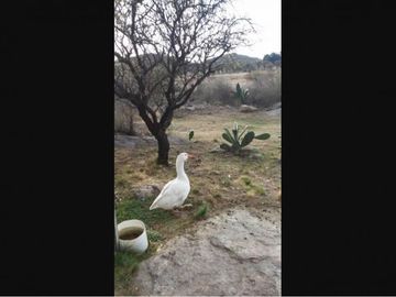 Chacra Y Campo Con EscRitura