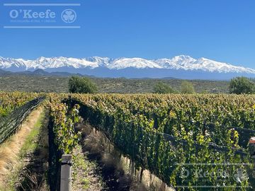 Campo en Venta de 30.000 has ideal proyecto inmobiliario Valle de Uco Mendoza