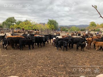 Campo en Venta de 30.000 has ideal proyecto inmobiliario Valle de Uco Mendoza