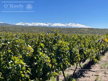 Campo en Venta de 30.000 has ideal proyecto inmobiliario Valle de Uco Mendoza