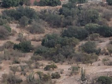 Vende Parcela El Tayen Fundo Santa Aurora Coinco