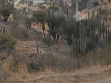 Vende Parcela El Tayen Fundo Santa Aurora Coinco