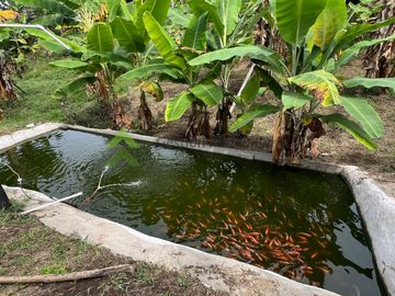 Venta Finca hotel en Montenegro Quindío 1 hectarea