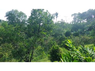 Se Vende Finca Pequeña en Filandia vía a Quimbaya