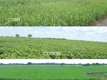 Campo - Fernandez
