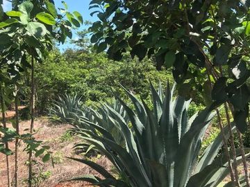 VENTA RANCHO MEZCALERO Y DE MADERAS EN KANTUNIL YUCATAN