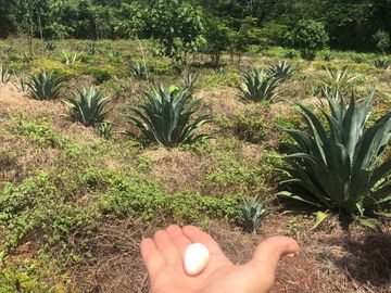 VENTA RANCHO MEZCALERO Y DE MADERAS EN KANTUNIL YUCATAN