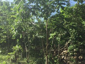 VENTA RANCHO MEZCALERO Y DE MADERAS EN KANTUNIL YUCATAN