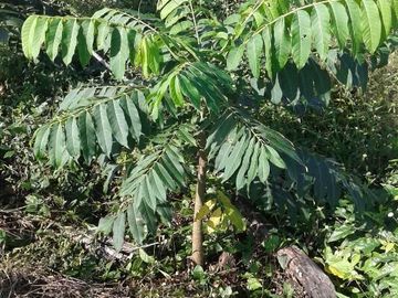 VENTA RANCHO MEZCALERO Y DE MADERAS EN KANTUNIL YUCATAN