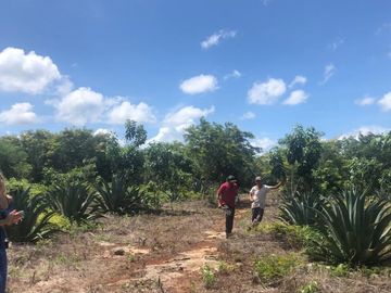 VENTA RANCHO MEZCALERO Y DE MADERAS EN KANTUNIL YUCATAN